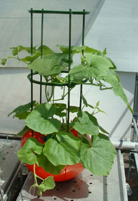 �L���E���@�n�C�|�j�J�@�ƒ�؉�